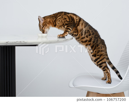 Pets. Concept. A beautiful, red leopard Bengal cat stands on a chair and licks a plate on the kitchen table. White background. 106757200