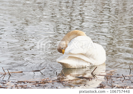 Swans that visit Hokkaido in spring to preen their feathers 106757448