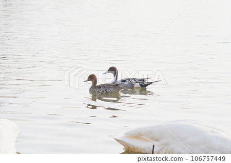 A pair of northern pintails to visit in the spring of Hokkaido 106757449