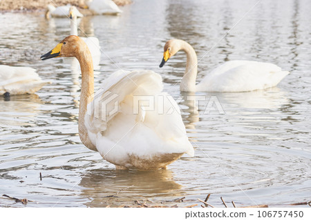 Swans that visit Hokkaido in spring, flapping their wings Swans that visit Hokkaido in spring, flapping their wings 106757450