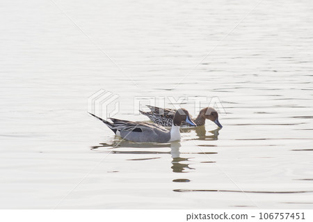 A pair of northern pintails to visit in the spring of Hokkaido A pair of northern pintails to visit in the spring of Hokkaido 106757451