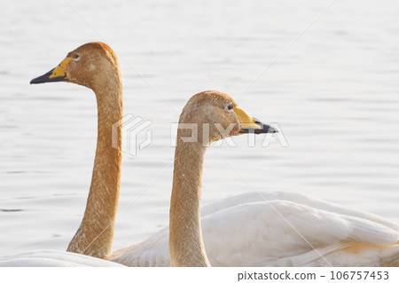 Swan dyed with the pigment of aquatic plants that visit in the spring of Hokkaido Swan dyed with the pigment of aquatic plants that visit in the spring of Hokkaido 106757453