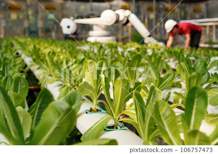 Smart farming. Technician engineer setup robot machine to growing, harvesting and working on green cos lettuce plant in hydroponic vegetable salad farm. agriculture technology. Smart farming. Technician engineer setup robot machine to growing, harvesting and working on green cos lettuce plant in hydroponic vegetable salad farm. agriculture technology. 106757473