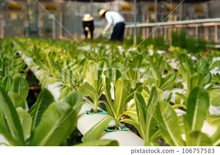 fresh young organic green cos lettuce plant growing in hydroponic system at vegetable salad farm with farmer working on background. agriculture and healthy food concept. 106757583