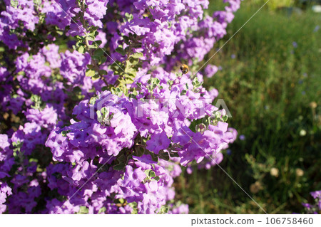 Langman's sage (Leucophyllum langmanae) in bloom in a garden on the French Riviera in August.  106758460