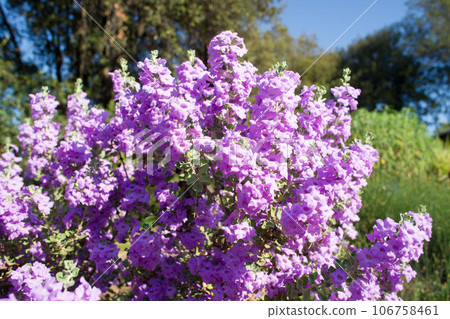 Langman's sage (Leucophyllum langmanae) in bloom on the French Riviera in August.  106758461