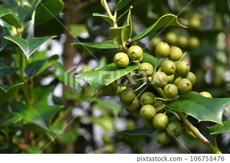 Young fruit of holly moth Young fruit of holly moth 106758476