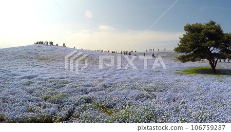 Ibaraki Prefecture National Hitachi Seaside Park Nemophila in April Ibaraki Prefecture National Hitachi Seaside Park Nemophila in April 106759287