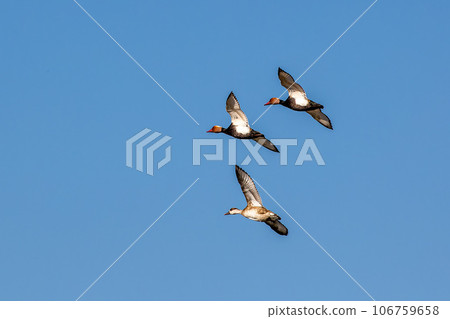 Red-crested Pochard, Netta rufina flying over a lake at Munich, Germany 106759658