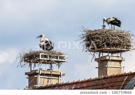 European white Stork, Ciconia ciconia with small babies on the nest in Oettingen, Swabia, Bavaria, Germany, Europe European white Stork, Ciconia ciconia with small babies on the nest in Oettingen, Swabia, Bavaria, Germany, Europe 106759666