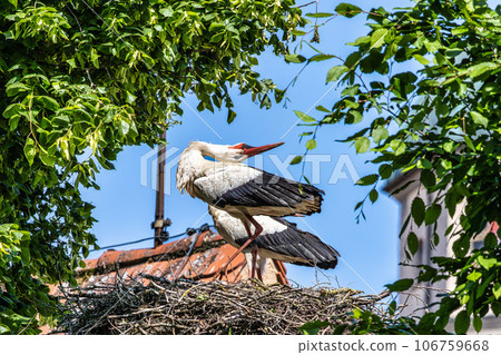 White Stork, Ciconia ciconia on the nest in Oettingen, Swabia, Bavaria, Germany, Europe White Stork, Ciconia ciconia on the nest in Oettingen, Swabia, Bavaria, Germany, Europe 106759668