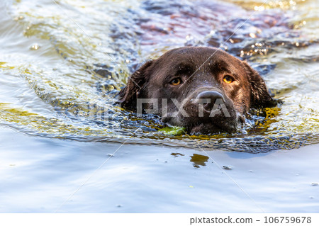 Labrador retriever, Canis lupus familiaris swimming in a lake. Healthy chocolate brown labrador retriever 106759678