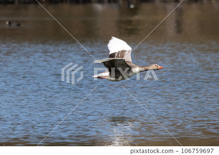 The flying greylag goose, Anser anser is a species of large goose 106759697