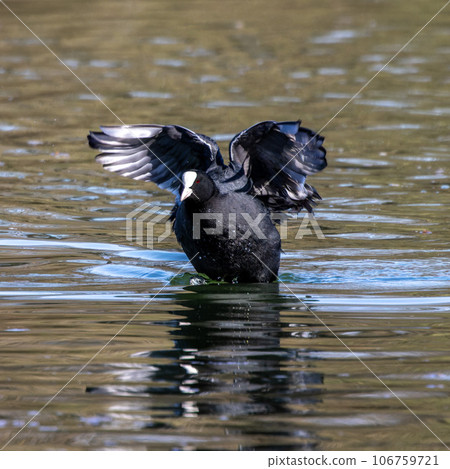The Eurasian coot, Fulica atra swimming on the Kleinhesseloher Lake at Munich, Germany The Eurasian coot, Fulica atra swimming on the Kleinhesseloher Lake at Munich, Germany 106759721