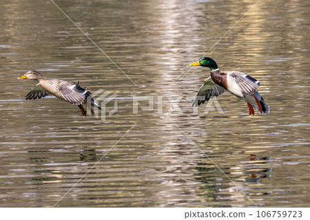 Wild duck or mallard, Anas platyrhynchos flying over a lake in Munich, Germany 106759723