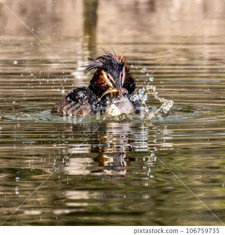 Great Crested Grebe, Podiceps cristatus has caught a fish. 106759735