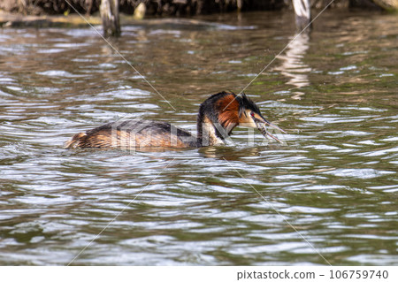 Great Crested Grebe, Podiceps cristatus has caught a fish. 106759740