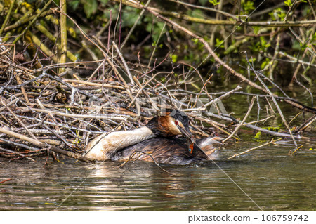 Great Crested Grebe, Podiceps cristatus has caught a fish. Great Crested Grebe, Podiceps cristatus has caught a fish. 106759742
