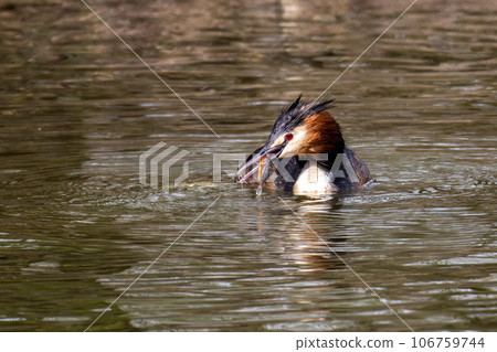 Great Crested Grebe, Podiceps cristatus has caught a fish. 106759744