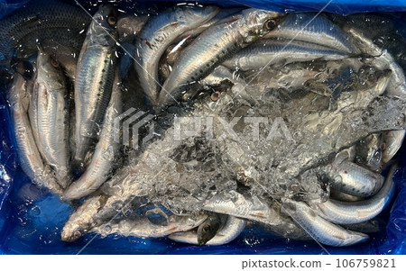 沙丁魚市場 106759821