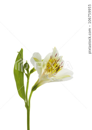 One white yellow flower plant alstroemeria isolate on white background macro close-up One white yellow flower plant alstroemeria isolate on white background macro close-up 106759955