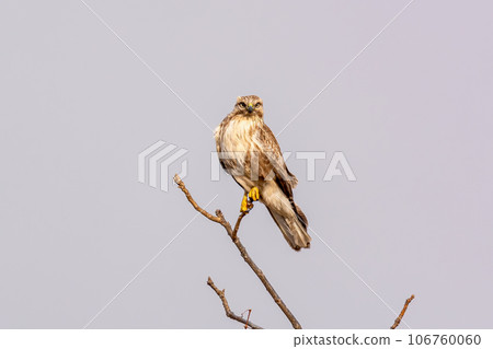 Buzzling on a branch Buzzling on a branch 106760060