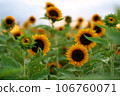 overlooking the sunflower field 106760071