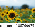 overlooking the sunflower field 106760075