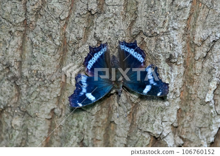 琉璃蛺蝶 106760152