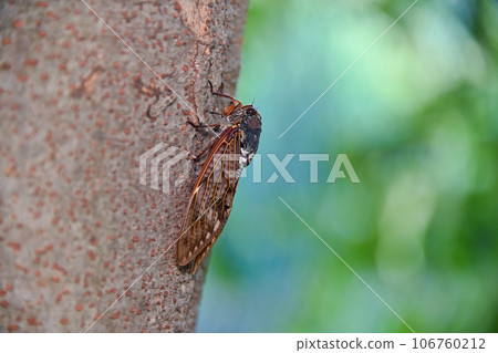 阿巴扎米 106760212