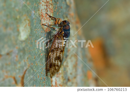 阿巴扎米 106760213