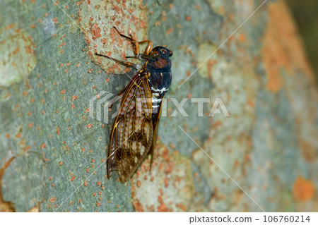 阿巴扎米 106760214