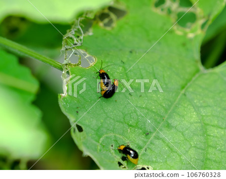  黑蛤蜊 106760328