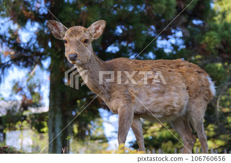 Nara Park deer Nara Park deer 106760656