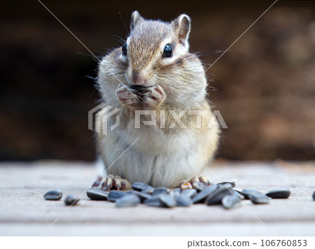 A chipmunk is eating sunflower seeds. Close-up 106760853