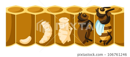 Cartoon bee life cycle. Development process from bee egg, larvae, pupation stage to emerging bee vector illustration 106761246