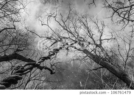 A tree pulled by ivy in the forest 106761479