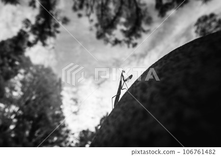 Silhouette of a praying mantis climbing a rock in the forest Silhouette of a praying mantis climbing a rock in the forest 106761482