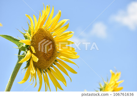 Omi no Himawari and blue sky Omi no Himawari and blue sky 106761636