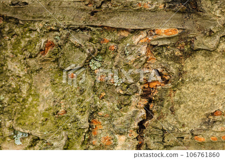 Detailed closeup of wood with creasings Detailed closeup of wood with creasings 106761860