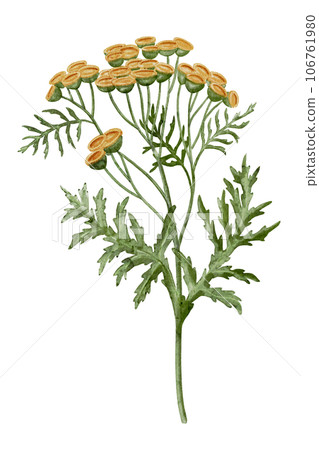 Yellow Tansy Flower. Watercolor botanical illustration of bouquet on isolated background. Hand drawn clip art of Immortelle. Drawing of medicinal herb with green leaves. Floral sketch of wildflower. Yellow Tansy Flower. Watercolor botanical illustration of bouquet on isolated background. Hand drawn clip art of Immortelle. Drawing of medicinal herb with green leaves. Floral sketch of wildflower. 106761980