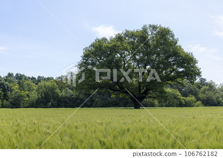 old oak with green foliage in summer 106762182