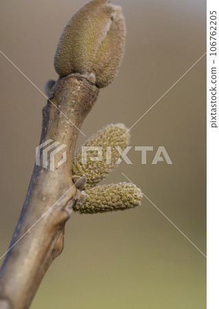 walnut tree branches in the spring season 106762205
