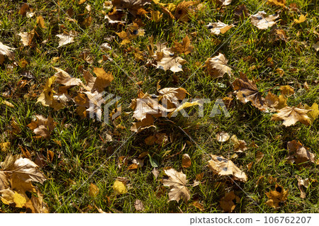 Autumn park with trees during leaf fall 106762207