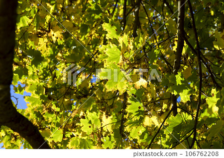 Yellowing maple foliage in the autumn season 106762208