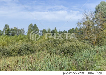 Swampy terrain with plants in summer 106762209