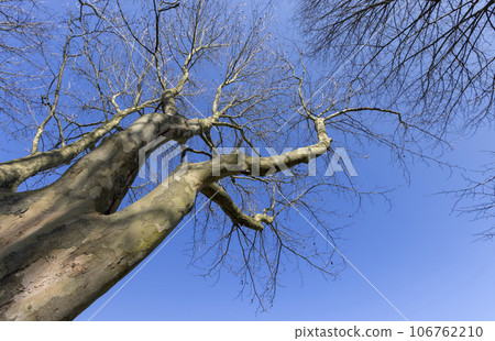sycamore tree branches in the spring season 106762210