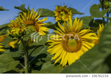 Beautiful blooming yellow sunflowers in the summer Beautiful blooming yellow sunflowers in the summer 106762216