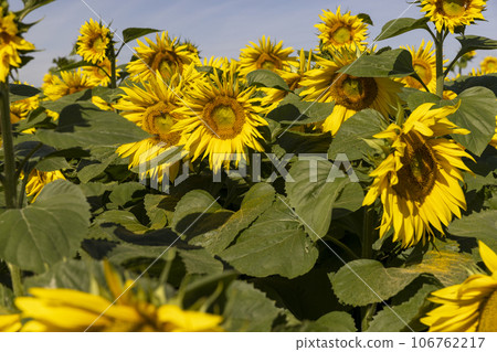 Sunflower field with flowers and bees Sunflower field with flowers and bees 106762217