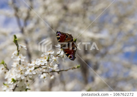 a butterfly sits on a branch of a cherry blossom a butterfly sits on a branch of a cherry blossom 106762272